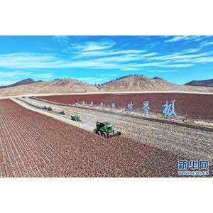 内蒙古呼伦贝尔：科技赋能 颗粒归仓