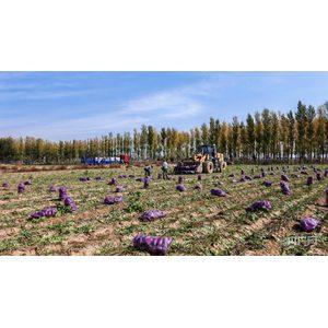 巴彦淖尔五原县：一地双收提质效 特色种植赋能乡村振兴