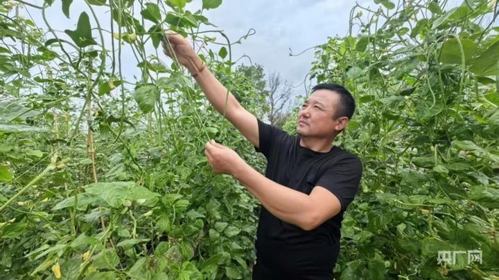 科左后旗黄沙吐嘎查：方寸庭院结硕果 干鲜双收拓富路