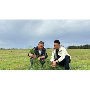 内蒙古开鲁县:羊草产业实现绿富同兴
